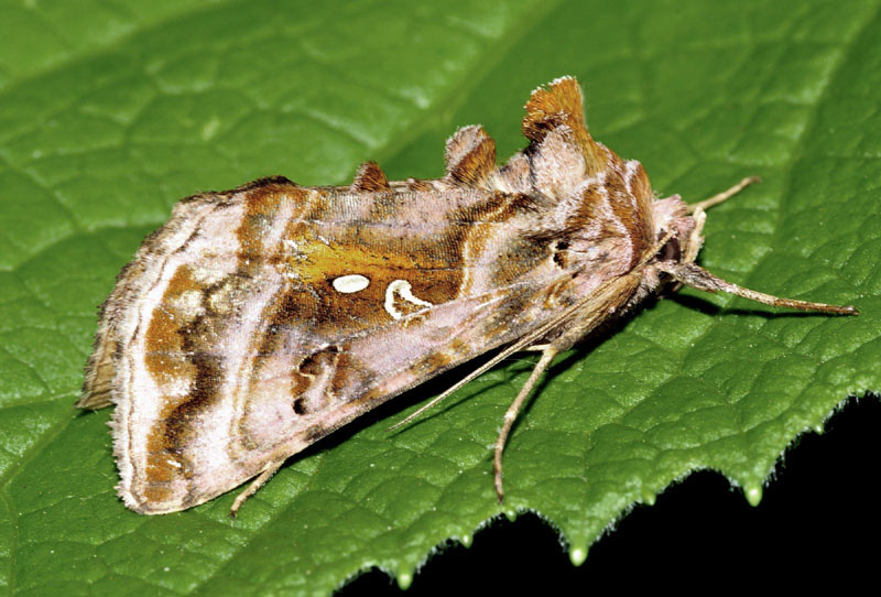 Bel Noctuidae - Autographa pulchrina